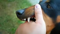 Ilustrasi Gigitan Hewan Penular Rabies. (Sumber: Freepik)