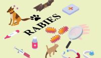 Ilustrasi penyebaran virus rabies (Sumber: iStock)