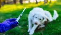 Ilustrasi vaksinasi rabies kepada anjing (Freepik)