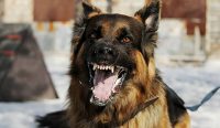 Ilustrasi anjing rabies (Sumber: freepik.com)