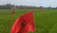 Foto: Bendera PDI-Perjuangan di sepanjang persawahan daerah Sempidi yang persis berada di samping Pusat Pemerintahan kabupaten Badung. Sumber: Yulius N/wacanabali.com