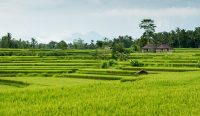 Ilustrasi sawah Sumber: freepik.com