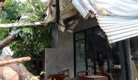 Foto: Pohon yang tumbang menimpa coffee shop Penjor Garage di Jalan Raya Puputan, Denpasar, pada Kamis (4/4/24). Sumber: Yulius N/wacanabali.com