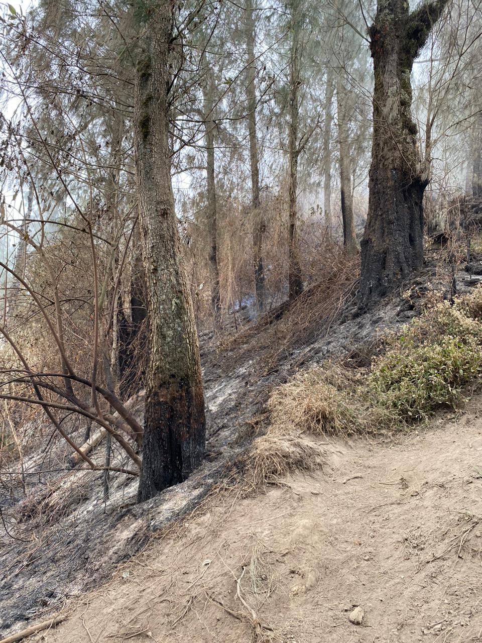 Foto: Situasi Terkini Pascakebakaran di Lereng Gunung Agung, Karangasem. Sumber: BPBD Bali.