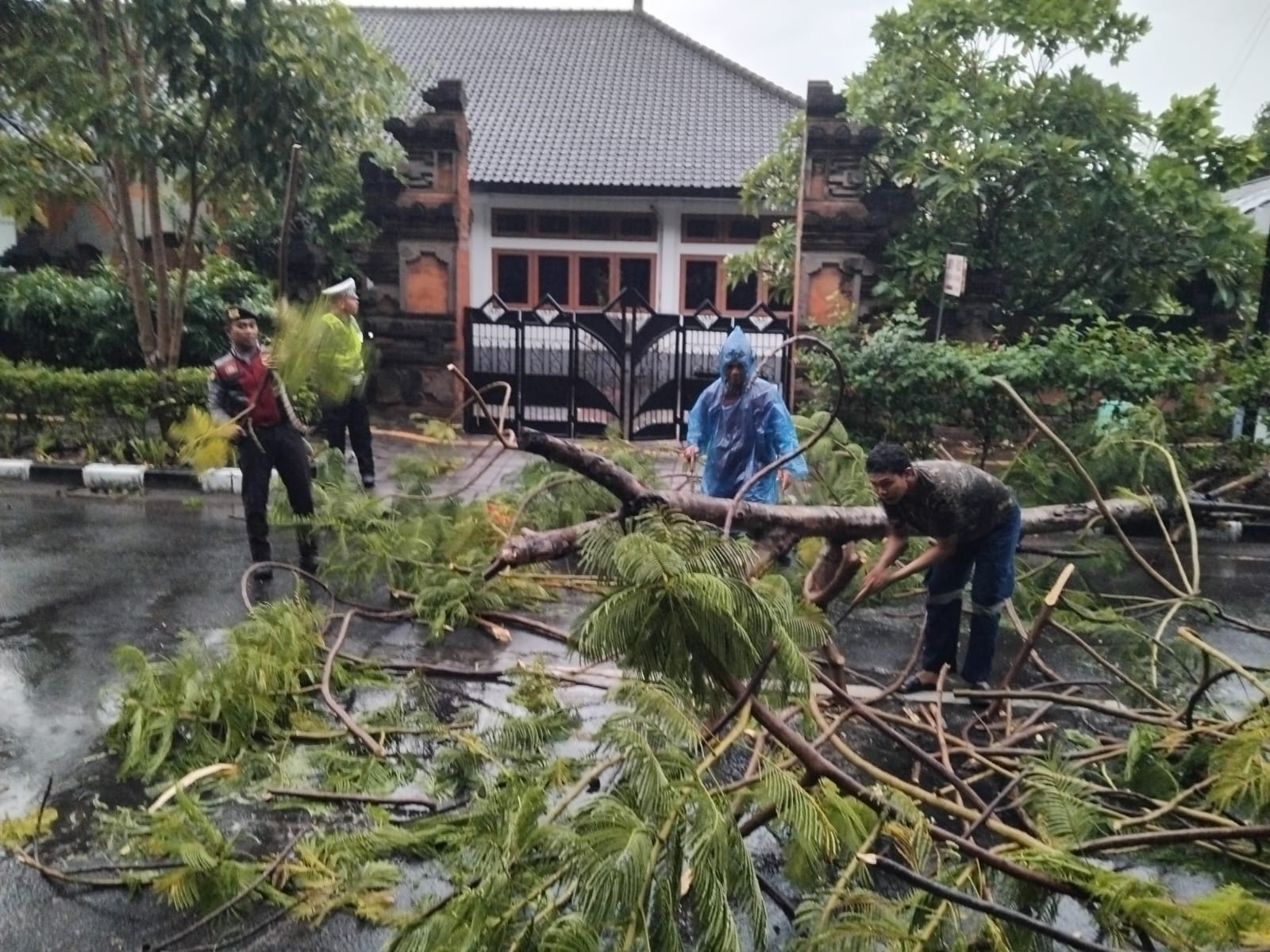Foto: Situasi Penanganan Pohon Tumbang di Jalan Raya Pelabuhan Benoa, Kamis (31/10/24).