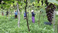 Foto: Petani anggur di Bali. Sumber: Freepik.