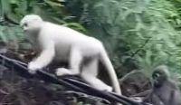 Foto: Tangkapan Layar Video Viral Kemunculan Kera Putih di Kawasan Pura Pasar Agung, Karangasem. Sumber: Darmayasa (TikTok).