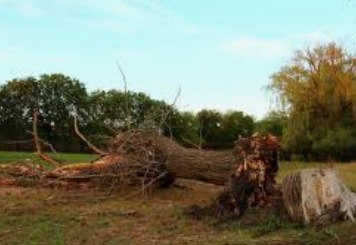 Foto: Ilustrasi Pohon Tumbang. Sumber: Freepik.