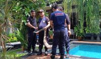 Laporan Ular Masuk Rumah Meningkat Selama Musim Hujan, Damkarmat Denpasar Imbau Warga Jaga Kebersihan