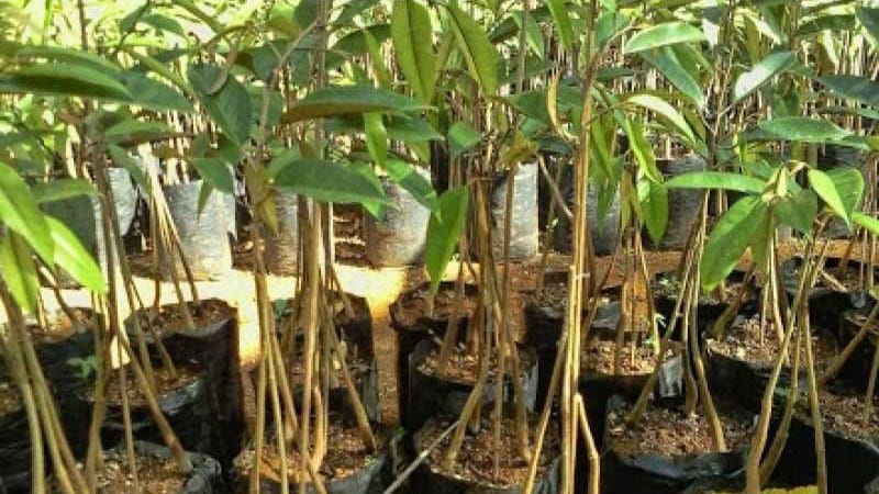 Foto: Bibit pohon duren/ilustrasi