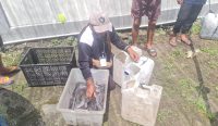 Warga Binaan Lapas Kerobokan sukses memanen 89 kilogram ikan lele.