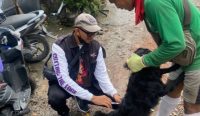 Foto: Proses vaksinasi rabies untuk anjing peliharaan masyarakat di Denpasar. Sumber: Istimewa.