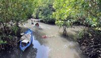 Foto: kawasan Tahura Mangrove, Ngurah Rai. Sumber: Freepik.