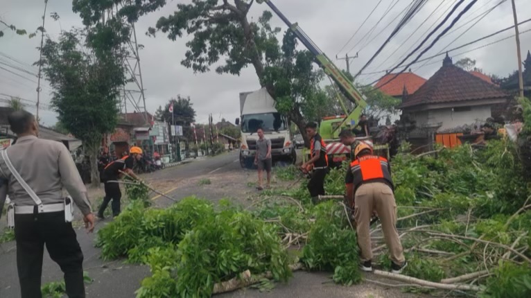 Foto: Petugas gabungan melakukan evakuasi truk tertimpa pohon di desa Pohsanten, Kecamatan Mendoyo, Sabtu (18/10/25). (wacanabali/dika)