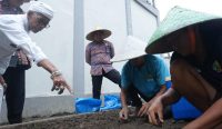 Foto: Warga Binaan Lapas Kerobokan Tanam Bibit Selada dan Cabai