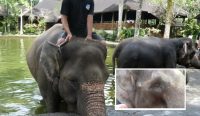 Foto: Gajah yang mengalami cacat mata diduga penganiayaan di Mason Elephant Park & Lodge. Sumber: Ist.