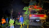 Truk tertimpa pohon, arus lalin Denpasar-Gilimanuk tersendat sumber wacanabali/dika