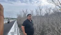 Foto: Anggota Komisi III DPR RI, I Nyoman Parta saat meninjau langsung ratusan pohon mangrove yang mati di kawasan Benoa. Sumber: Ist.